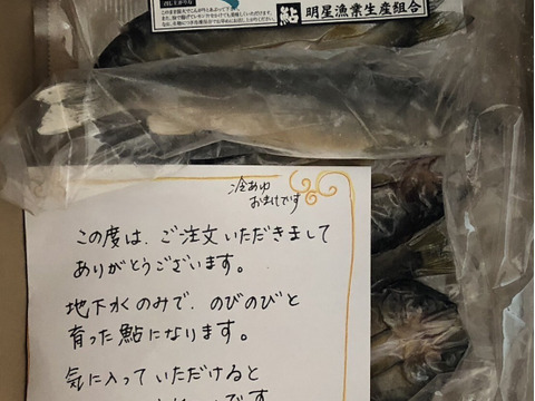 【朝市限定】5尾　地下水育ち　無添加　鮎の一夜干し