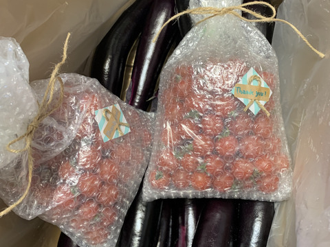 『5名限定』旬の野菜！新鮮！熊本県産！朝採りナス(1.5kg〜2.5kg)