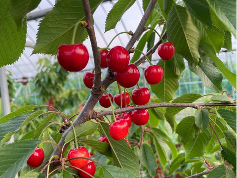 【贈答用】【家庭用】山形県産　さくらんぼ　佐藤錦　バラ　1kg
