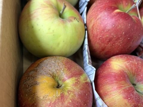 大訳あり シナノスイート5キロ箱 長野県産