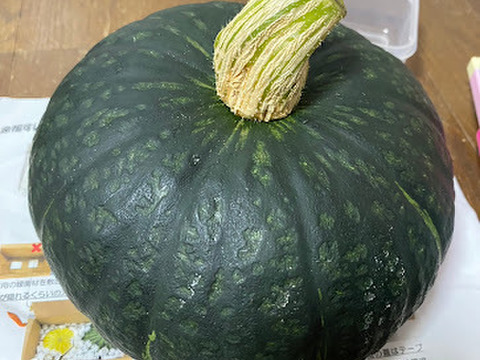 新！栗カボチャ！ほくほくで甘いブラックのジョー（2〜3玉）