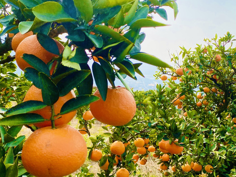 【甘酸っぱいつぶつぶ食感】愛媛県産伊予柑（ご家庭用）8kg