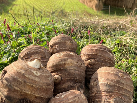 おおふくの頭芋(里芋の親芋) 2キロ　ねっとりほくほく　農薬不使用有機肥料栽培