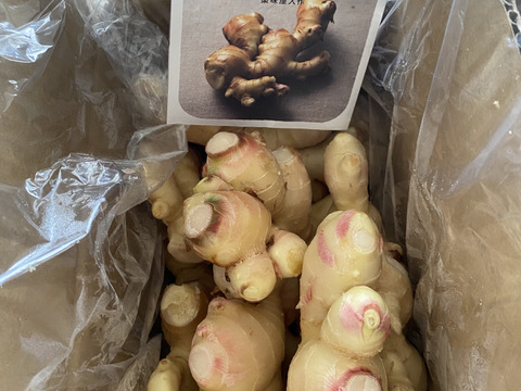 【付録：生姜レシピ】柔らかい！薬味屋人作の島原百年生姜®〈熟成大生姜〉（２kg）熨斗対応可