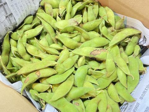 丹波篠山の黒枝豆 1kg 訳あり 限定｜秋のごほうび便