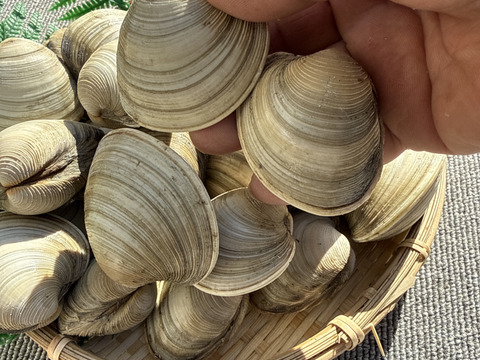 期間限定！増量中！！活　江戸前　船橋三番瀬ホンビノス貝　(千葉ブランド水産物認定品) 1個50g〜100g  2kg