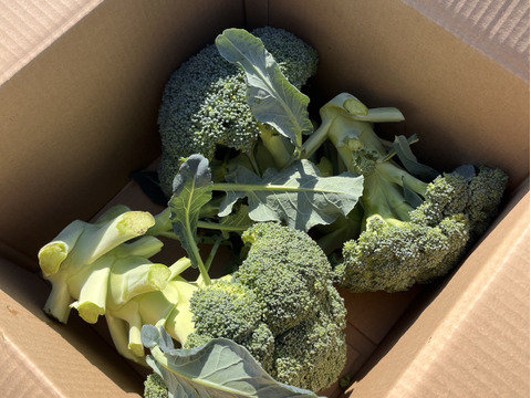 特別栽培ブロッコリー【農薬・化学肥料を抑えて育てました】