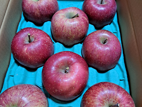 【夜市限定】令和7年度産早期予約セール7%OFF大玉から順に発送‼️🍎青森県産葉取らず完熟ふじ3キロ。とことん味にこだわりました😊