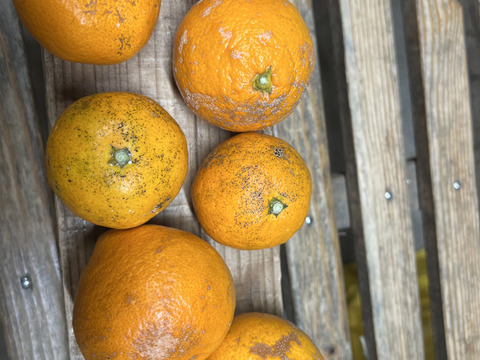 キズあり木熟みかん【温州みかん】5kg