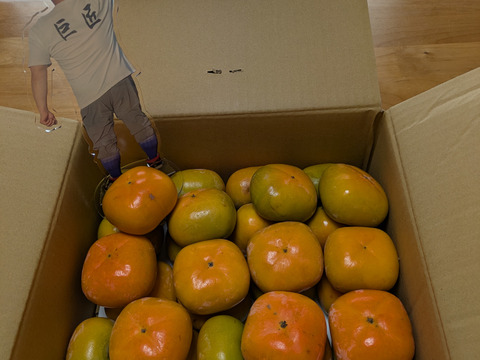 【秋の味覚】和歌山県産　たね無し柿(中谷極早生)　(訳あり)S～Mサイズ5kg【500円割引】