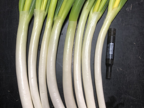 ラストスパート＊雪中ねぎ＊  2.5㎏