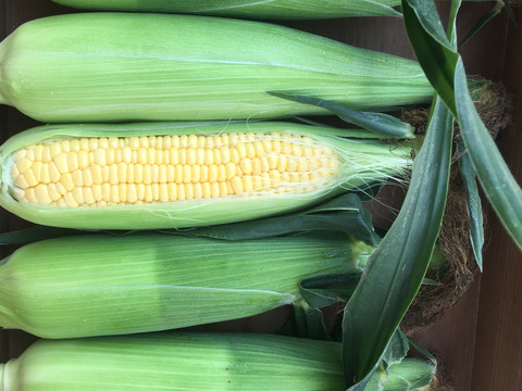 【朝採れ確約】甘さ＆はじけるジューシーさ！とうもろこし10本