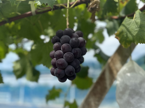 『ご家庭用ニューピオーネ』
晴れの国岡山県笠岡市　2kg3〜5房化粧箱入