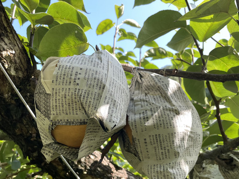 【贈答用】【6玉入】梨の王様「新高梨」食べ応え抜群！