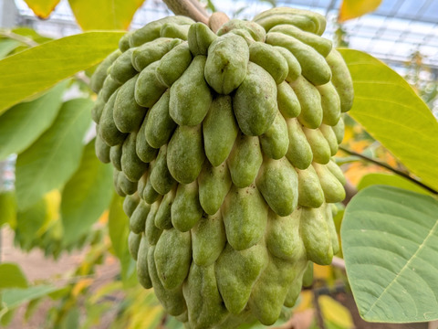 【数量限定】とろける甘さ！稀少な南国フルーツ熊本県産アテモヤ2000g業務用(不揃い含みます)