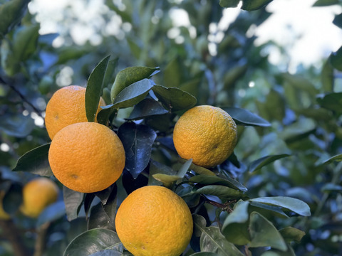 【後払い手数料無料】 自家製・無農薬】橙 禍々しい 約1.2Kg ダイダイ 果物