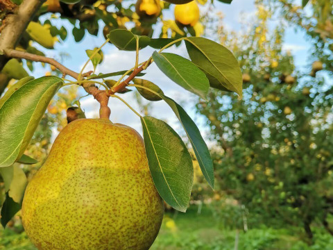 【プレミアム洋梨ギフトBOX】　山形県産　大玉特秀ラフランス【数量限定】