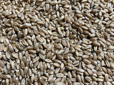 【北海道2023年十勝産】数量限定！
昔ながらの天日乾燥は超希少！
小麦粉ゆめちから（強力粉）　１ｋｇ

手作りパンやスィーツ、パスタ作り等にオススメ♡