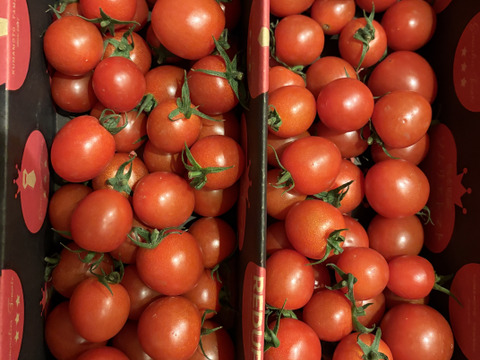 【特別栽培農産物の取得】ソムリエミニトマト　ダイヤ１kg（６０玉～９０玉）