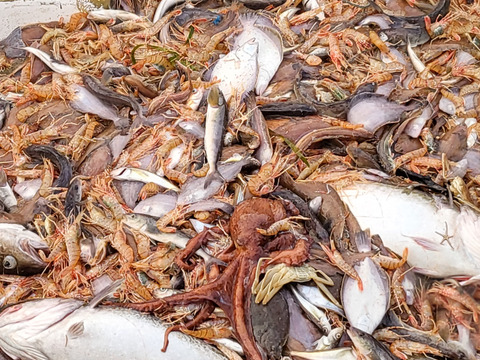 【-60冷凍】ボタンエビvs甘エビ！食べ比べ！2セット