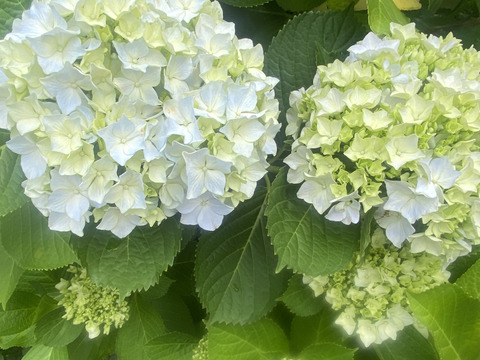 【生花（3本〜5本）】アジサイ・花束・プレゼント可能！もふもふのアジサイ（紫陽花）！淡いブルーやグリーンが混ざった繊細な色合いがとても魅力的！