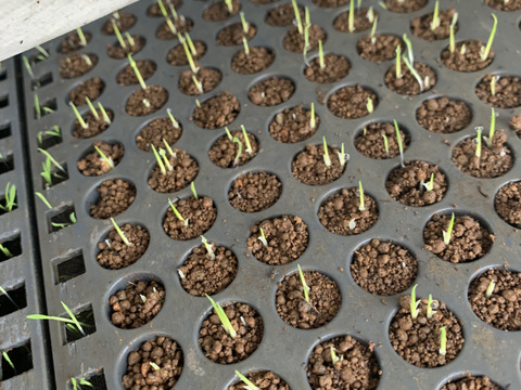 【自然栽培コシヒカリ】白米5kg 令和5年度兵庫県産 農薬肥料不使用の自然栽培米