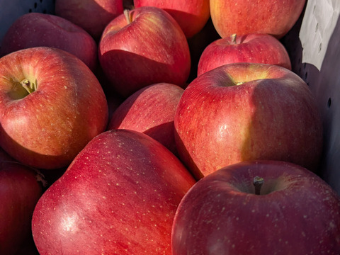 あいかの香り2.8キロ(7～12個)