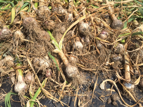 【嘉禎 生ニンニク1㎏】フルボ酸×有用微生物　バイオスティミラント育ちの予約販売