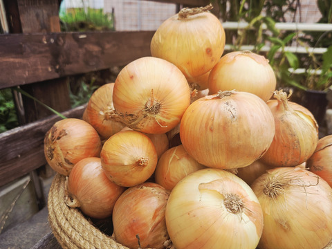 常備野菜といえば玉ねぎ‼️北はやて　10kg