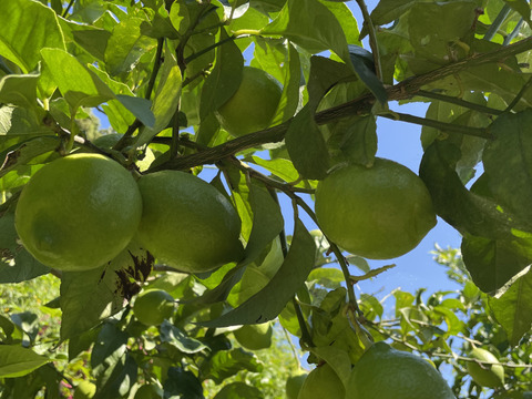 -爽やか芳醇-  グリーン『ATAMI de LEMON®』4Kg〔秀・優〕この季節だけの期間限定