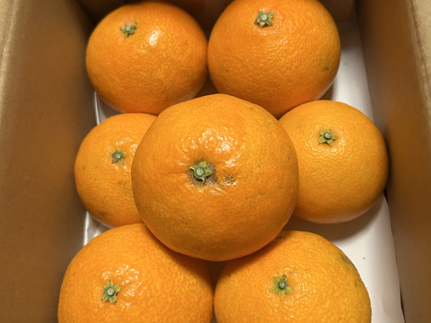 《豊作割引》【家庭用】まどんな 2kg みんなトリコになる“”プルプル“”新食感♡高級柑橘♫愛媛みかん！【冬ギフト】