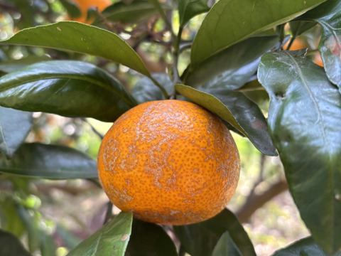 和歌山県産 温州みかん 中生 農薬不使用 サイズ混合 5㎏