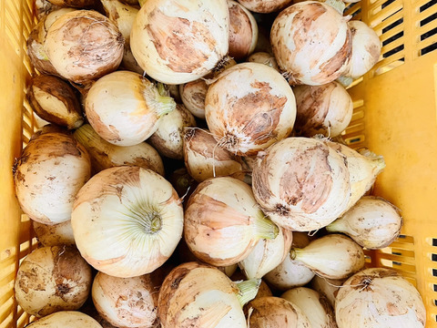 農家直送！新玉ねぎ10キロ