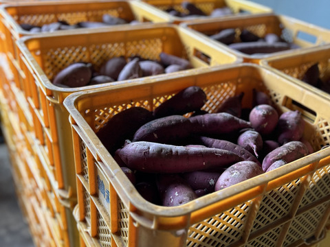 【訳あり】紅はるか3Lサイズ／5kg