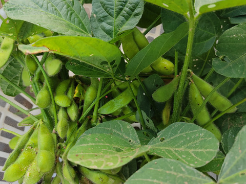 旬のお野菜セット（3～5品）クール便