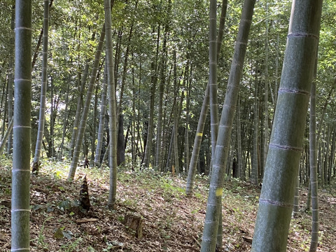 春の味覚！朝採れ❣️たけのこ<千葉県産 4kg>
米ぬか、鷹の爪付き