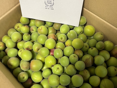 【青梅・小梅約3kg】梅酒・シロップ作り・カリカリ梅に！特別栽培・奈良県産