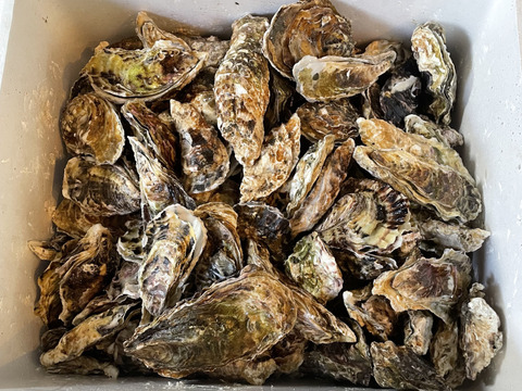 生牡蠣_mania 期間限定10％値引き販売中】🦪 生食用13kg（78~208粒） 殻付き