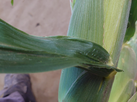 トウモロコシ ゴールドラッシュ 3kg