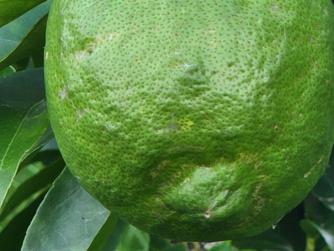 初物❗エコ箱入りレモン息子(栽培期間中農薬不使用・有機肥料・ノーワックス)皮まで食べて❗(2kg)