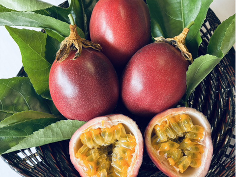 【販売期間残りわずか】芳醇な味わい パッションフルーツ『火の国パッション』贈答用・1kg