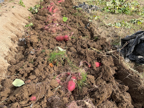 2024年【べにはるか】北海道産さつまいも　4.5kg