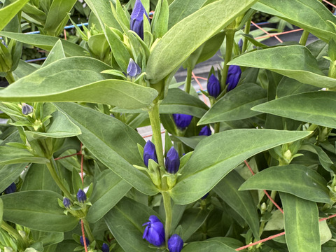 リンドウ　３品種　15本　クール便