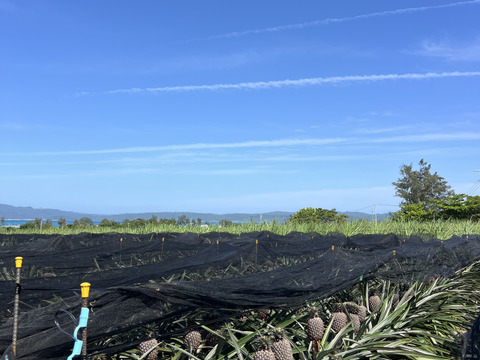 【贈答用】【人生を変えた極上パイナップル！！】完熟ゴールドバレル🍍(1.8〜2kg)1玉