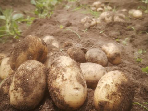 新じゃが 自然のまんまのホッカイコガネ【山梨県北杜市産】3kg
