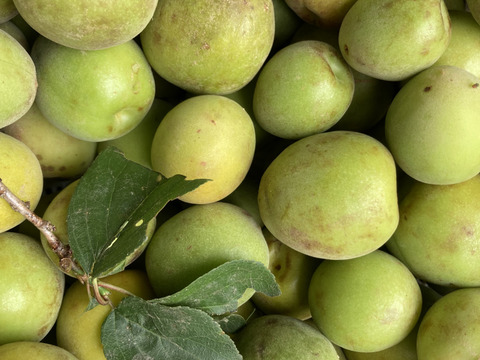 ⭐️農薬化学肥料除草剤なし⭐️高知産ぷくっと🟢カリカリ青梅訳あり2キロ⭐️ 
古木、高ーい枝から落として採れたて‼️
キズあり