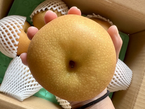 常温便　フルーティーな香り　あきづき　梨　3キロ箱　5〜8玉