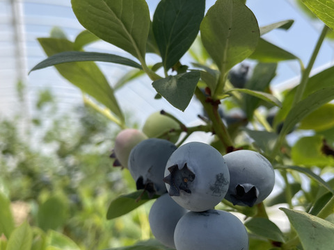 冷凍ブルーベリー MIX１kg　2023年度収穫　*真空パック　・農薬不使用