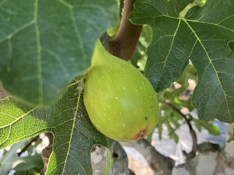 いちじく　２種セット　ドーフィン＆いちじくバナーネ　予約販売　順次配送