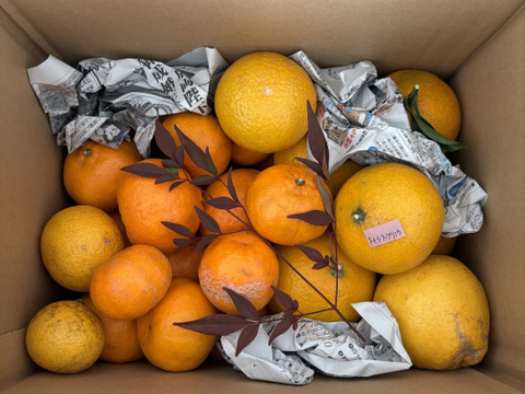 ポンカン&スイートスプリング　栽培期間中農薬不使用 柑橘セット　箱込み4kg　【柑橘食べ比べ】
